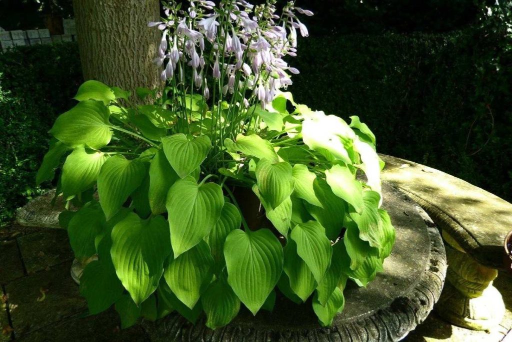 Hostas are perennials that thrive in shade