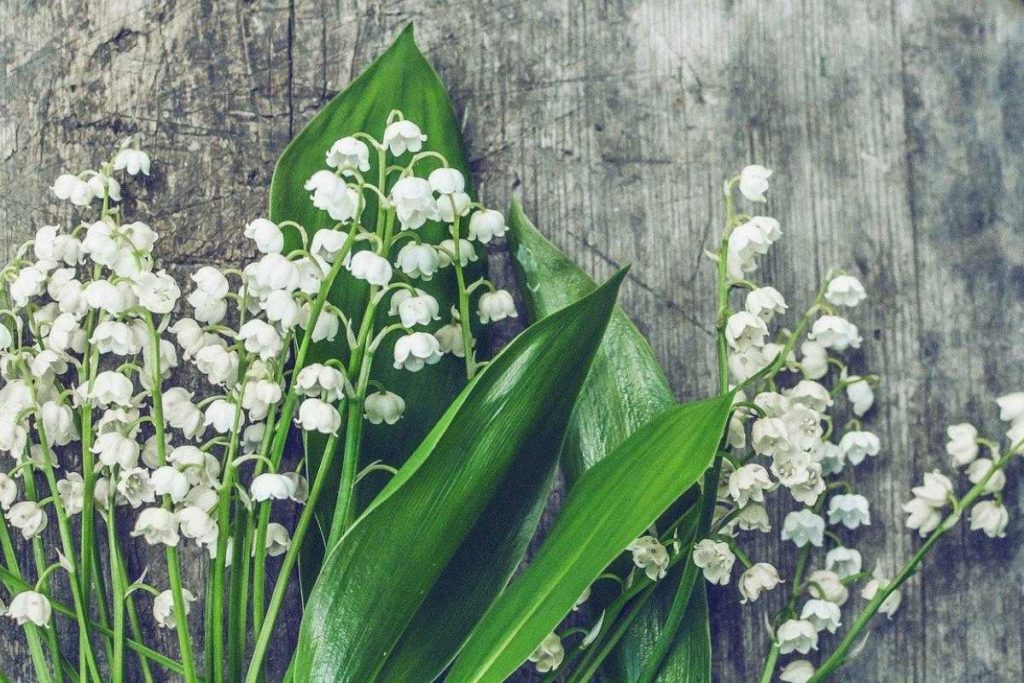 Lily of the Valley blooms add a sweet fragrance to your Johnson County yard.