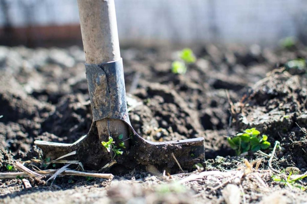 Tilling Soil to Plant a Garden