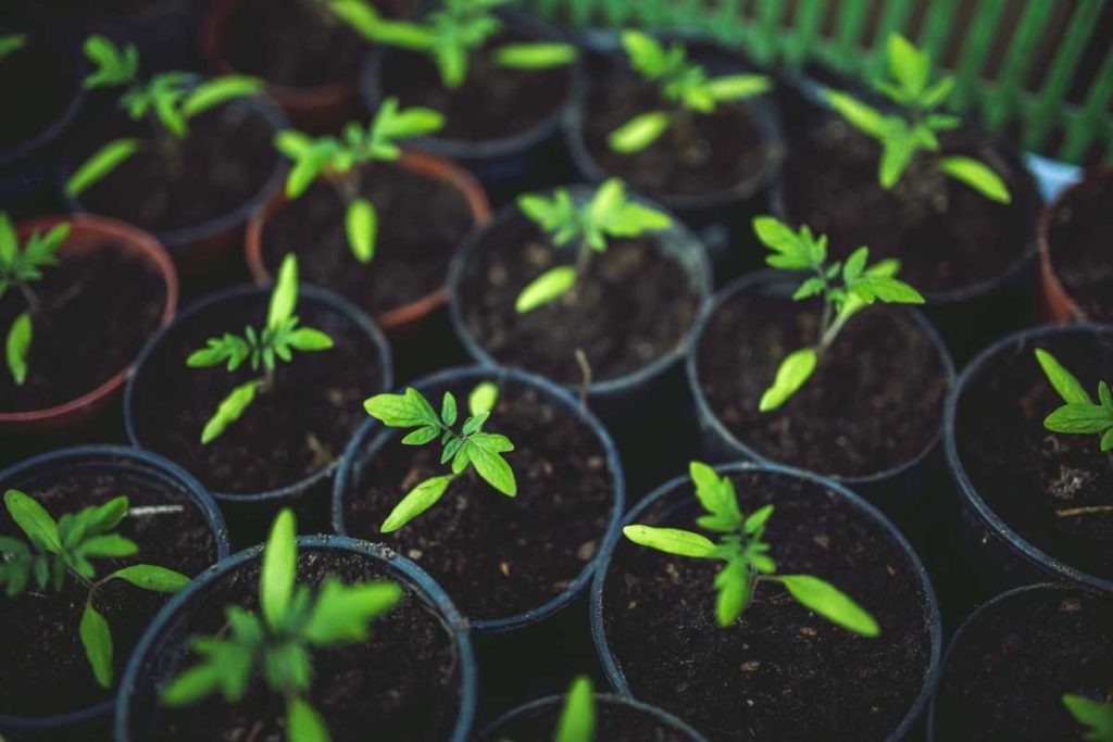 Tomato Seedlings to Plant in a Vegetable Garden