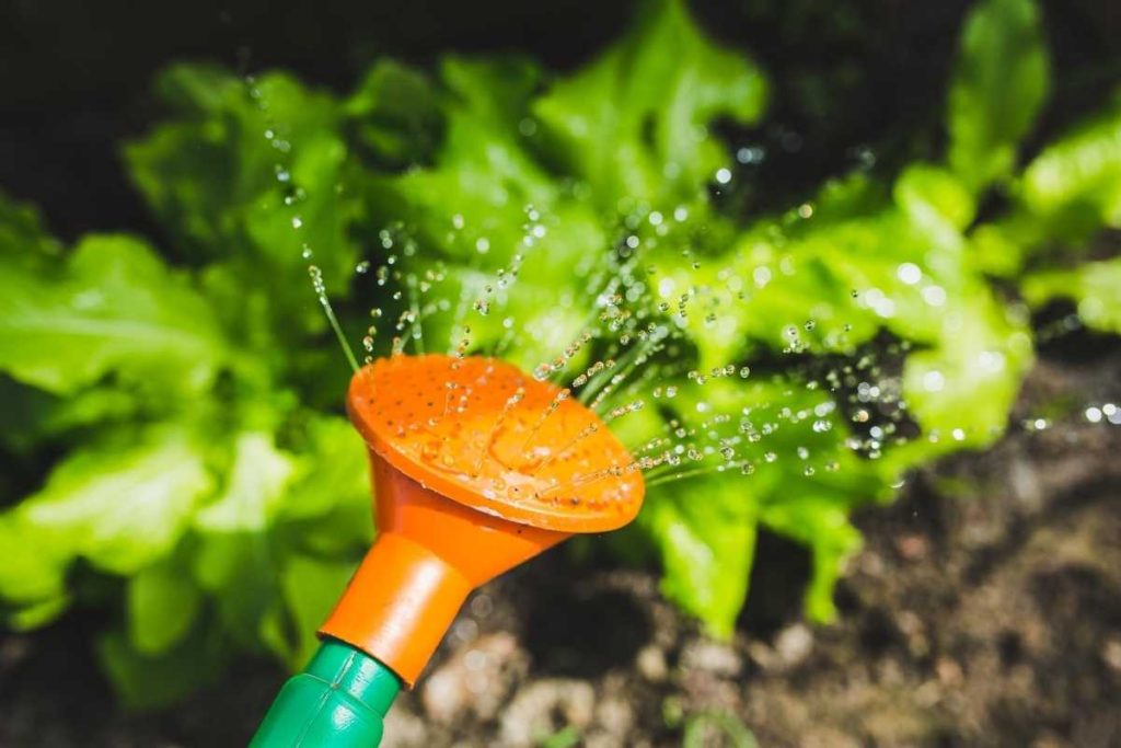 Watering Garden