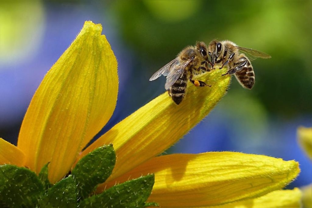 Bees on Yellow Petal